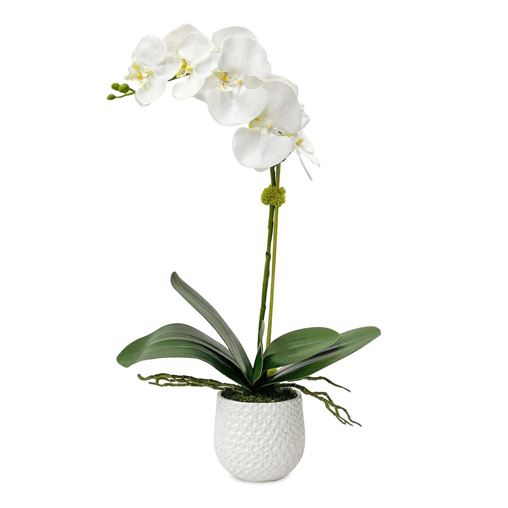 Cami Orchid, White Pot
