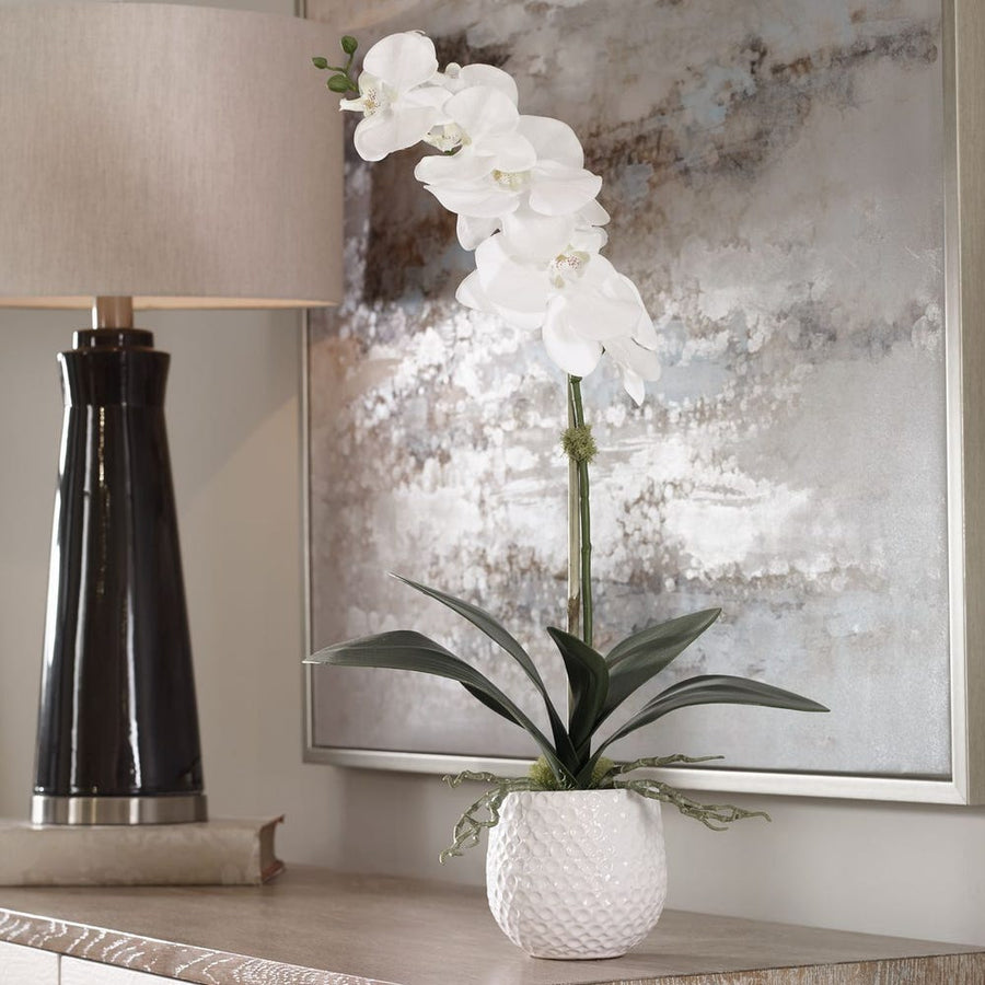 Cami Orchid, White Pot