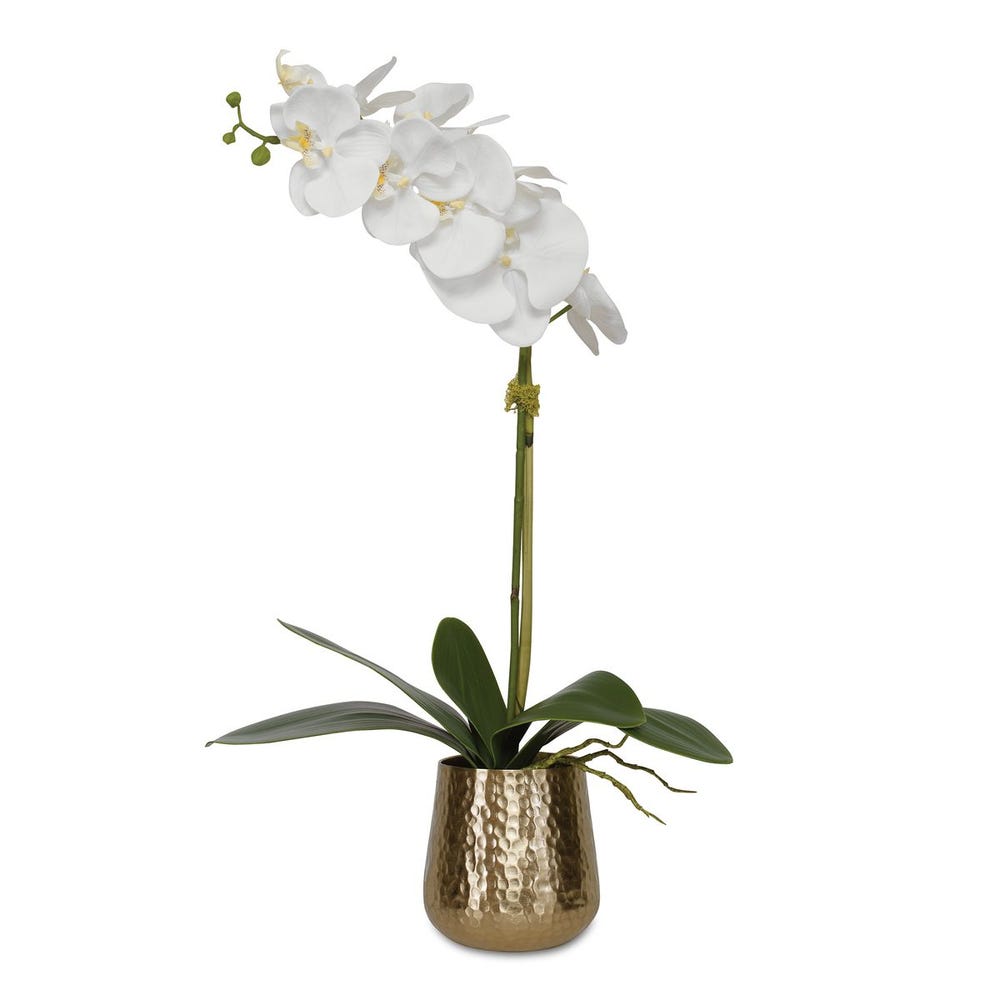Cami Orchid, Brass Pot