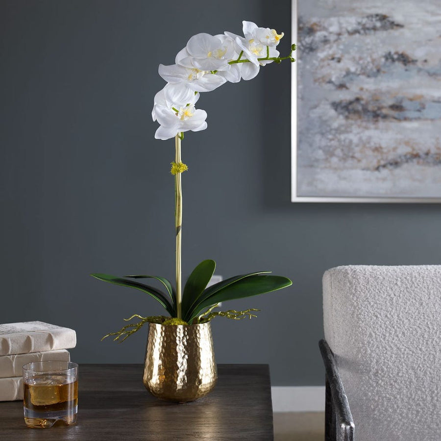 Cami Orchid, Brass Pot