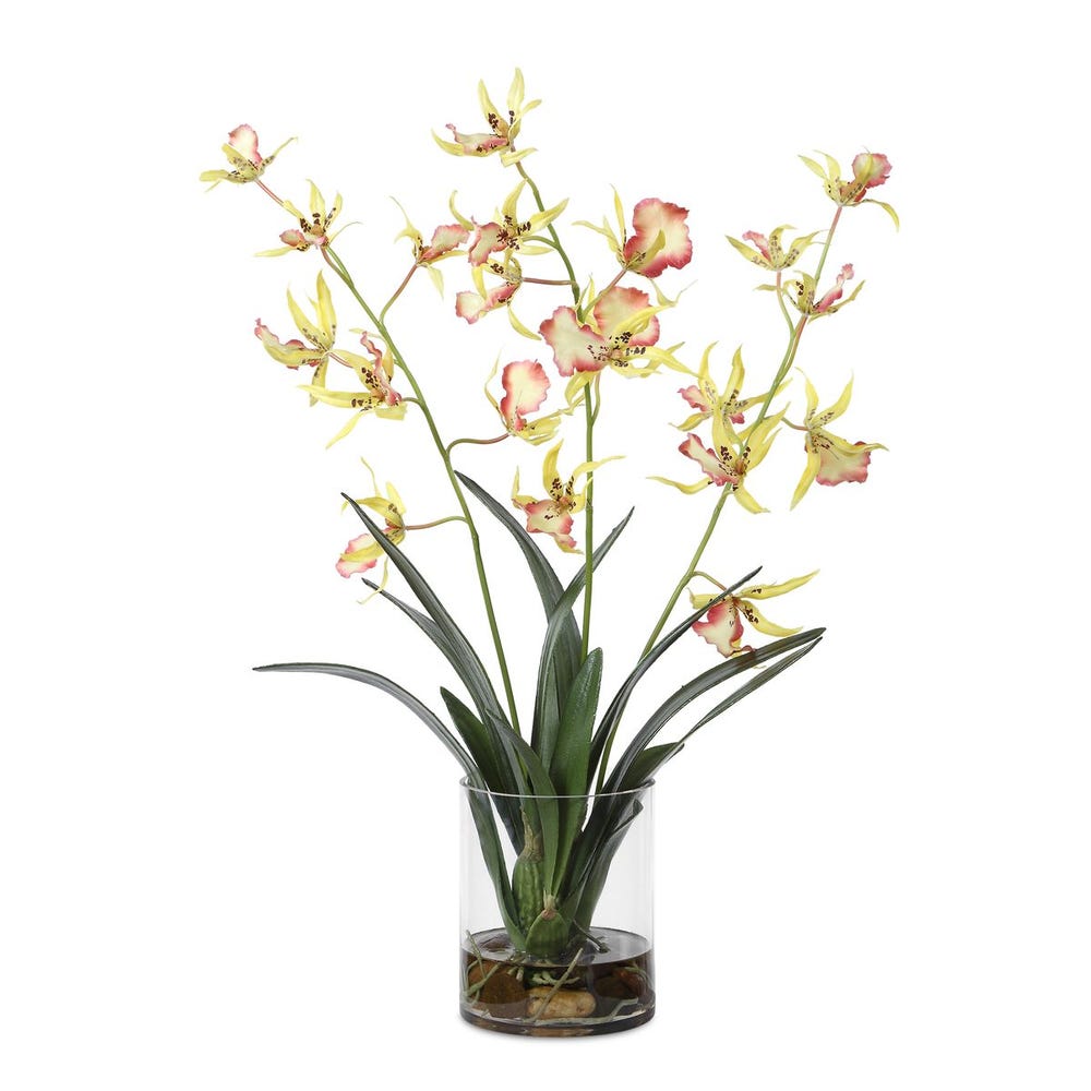 Spider Orchid Stems with Glass Vase