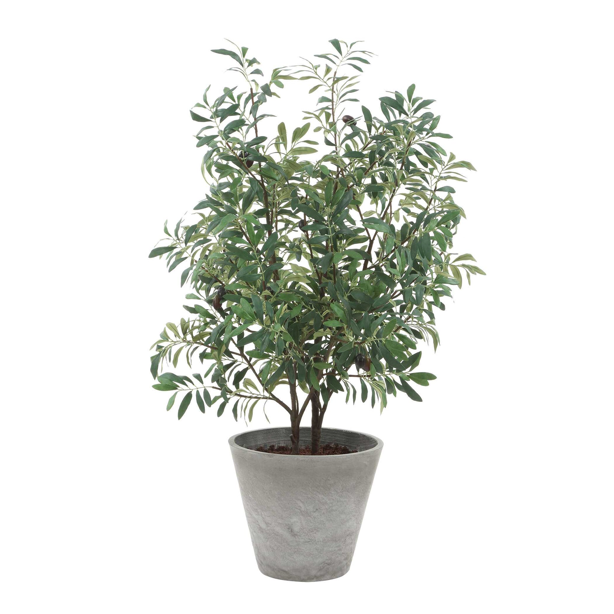 Marisol Potted Olive Plant