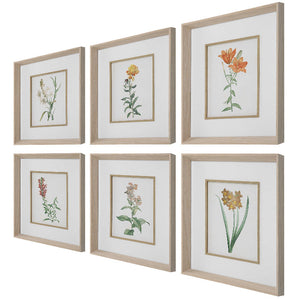 Classic Botanicals Framed Prints Set/6 @taylorraydecor
