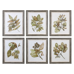 Seedlings Framed Prints S/6 - taylor ray decor