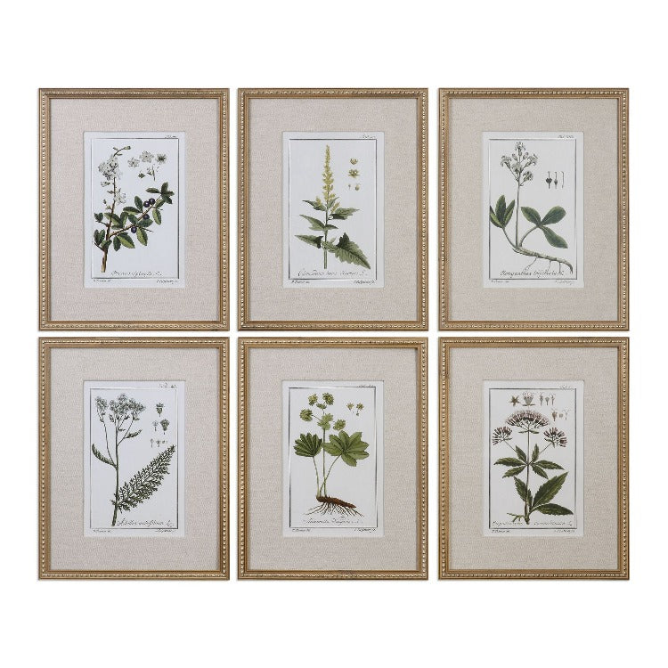 Green Floral Botanical Study Prints S/6 - taylor ray decor