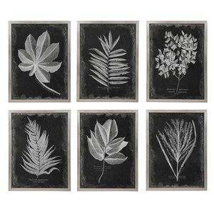 Foliage Framed Prints, S/6 - taylor ray decor