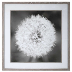 Dandelion Seedhead Framed Print - taylor ray decor