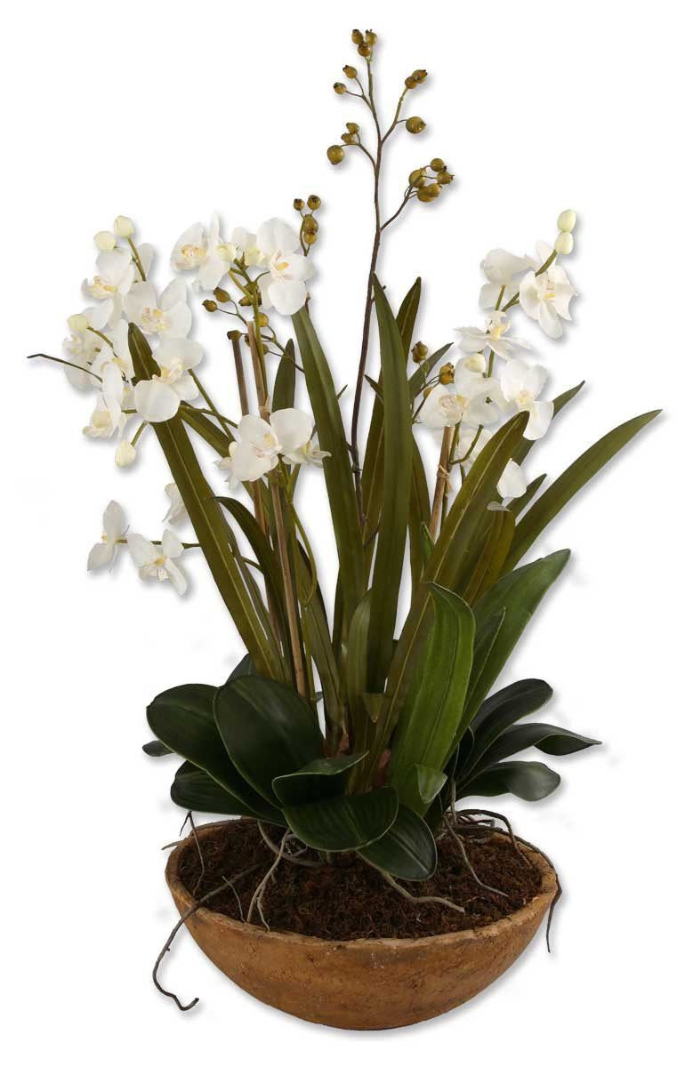 Moth Orchid Planter - taylor ray decor