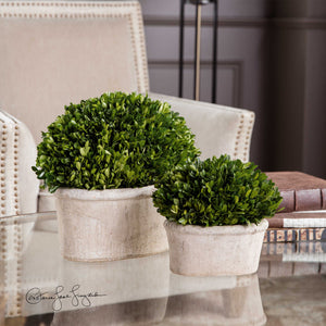 Oval Domes Preserved Boxwood Set/2 - taylor ray decor