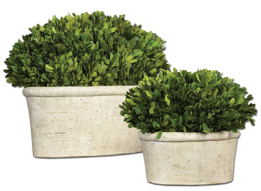 Oval Domes Preserved Boxwood Set/2 - taylor ray decor