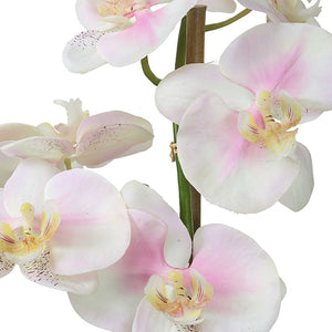 Blush Orchid